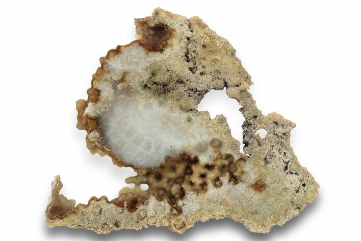 Agatized Fossil Coral Slab - Florida #250929